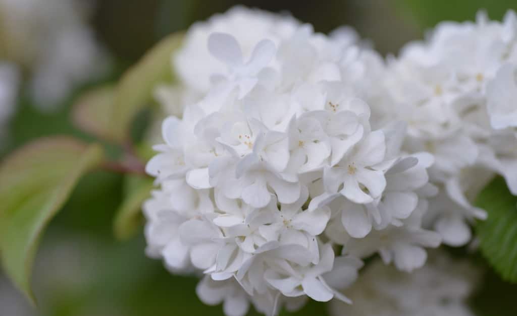 Palla di neve giapponese contro palla di neve cinese: notevoli differenze