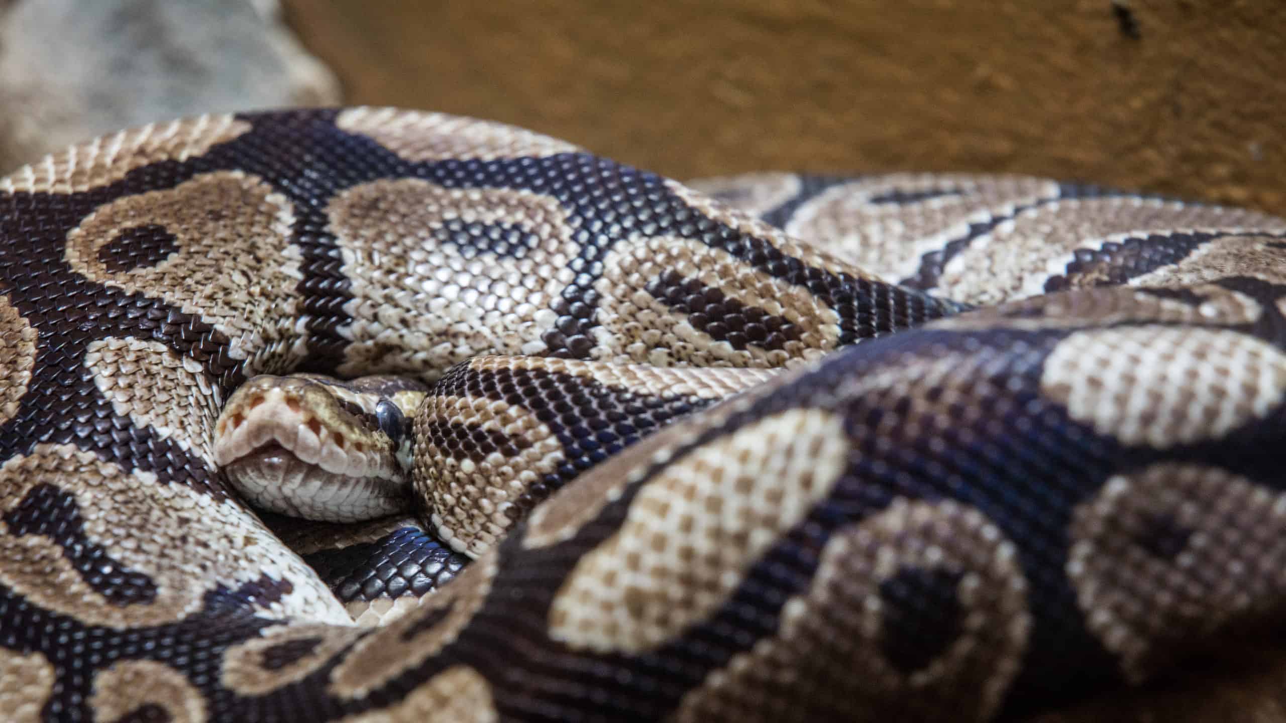 Guarda il panico quando un serpente di 20 piedi cade dal soffitto di un ristorante