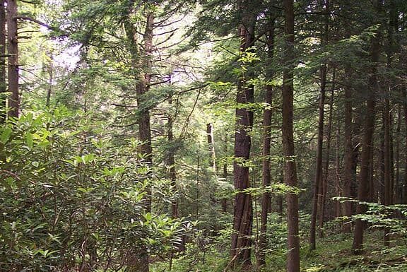 Stagione allergica del West Virginia: picco, tempistica e sintomi
