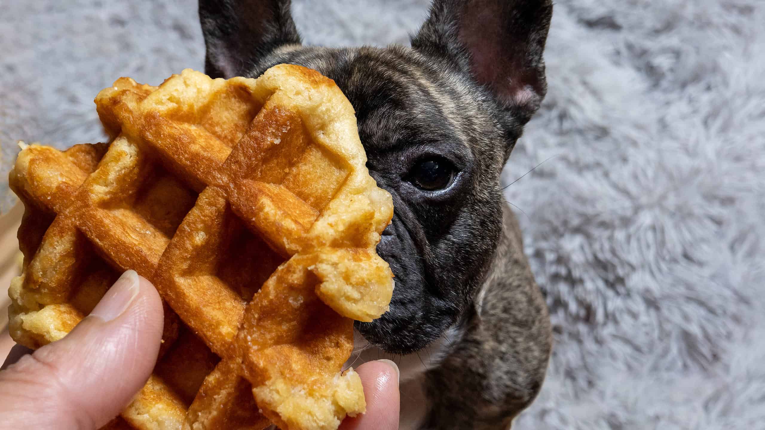 I cani possono mangiare i waffle?