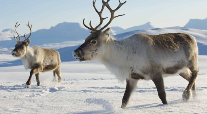 Una renna è un vero cervo?

