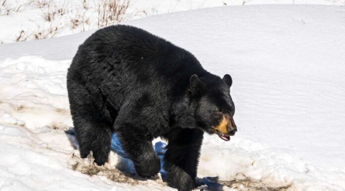 A The 9 Best Books About Bears &ndash; Safety Tips and Species Insights Reviewed and Ranked