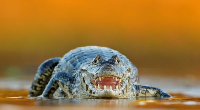 Scopri 12 animali moderni che sembrano dinosauri!
