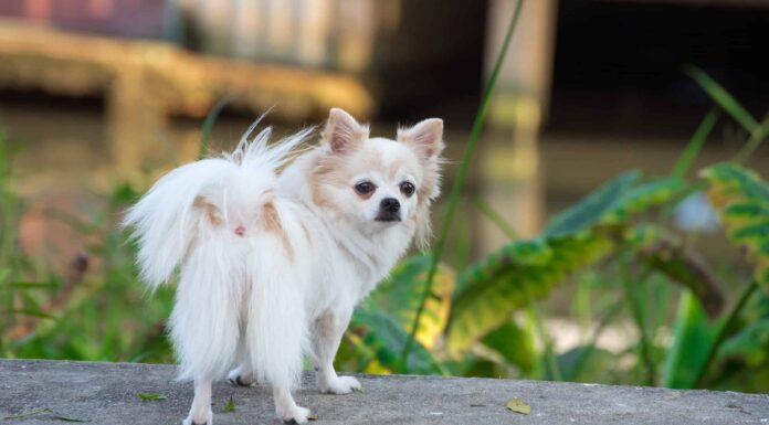 Se il tuo cane continua a scoreggiare, ecco cosa fare
