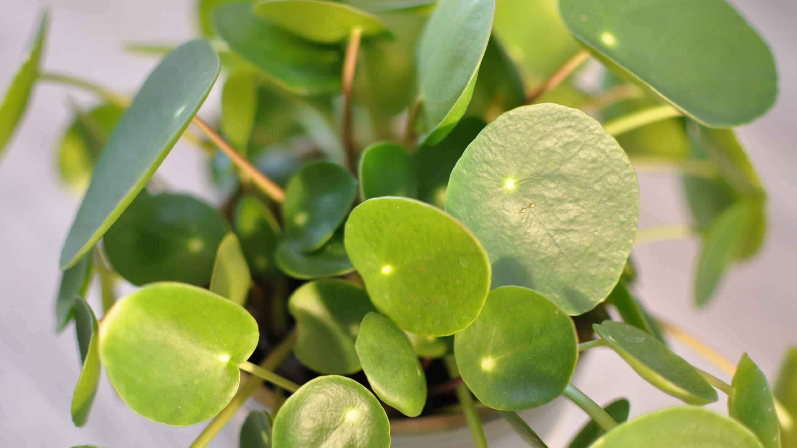 Crescere Una Pianta Di Soldi Cinese Al Coperto