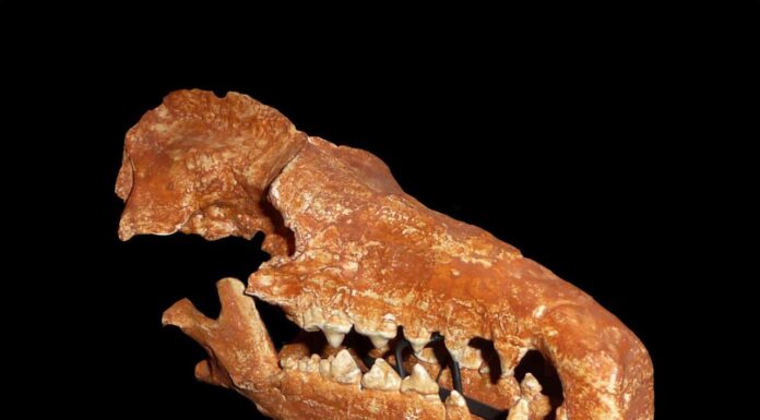 Deinogalerix koenigswaldi-Naturalis-PeterMaas