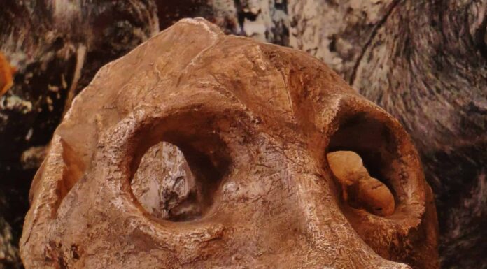 Incontra il lemure che una volta era alto come un Silverback
