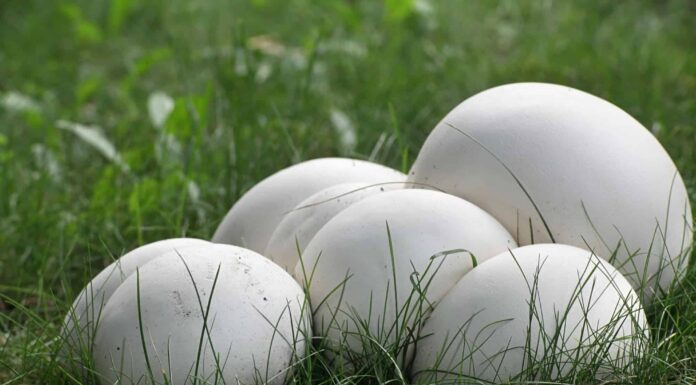 Funghi Puffball: una guida completa
