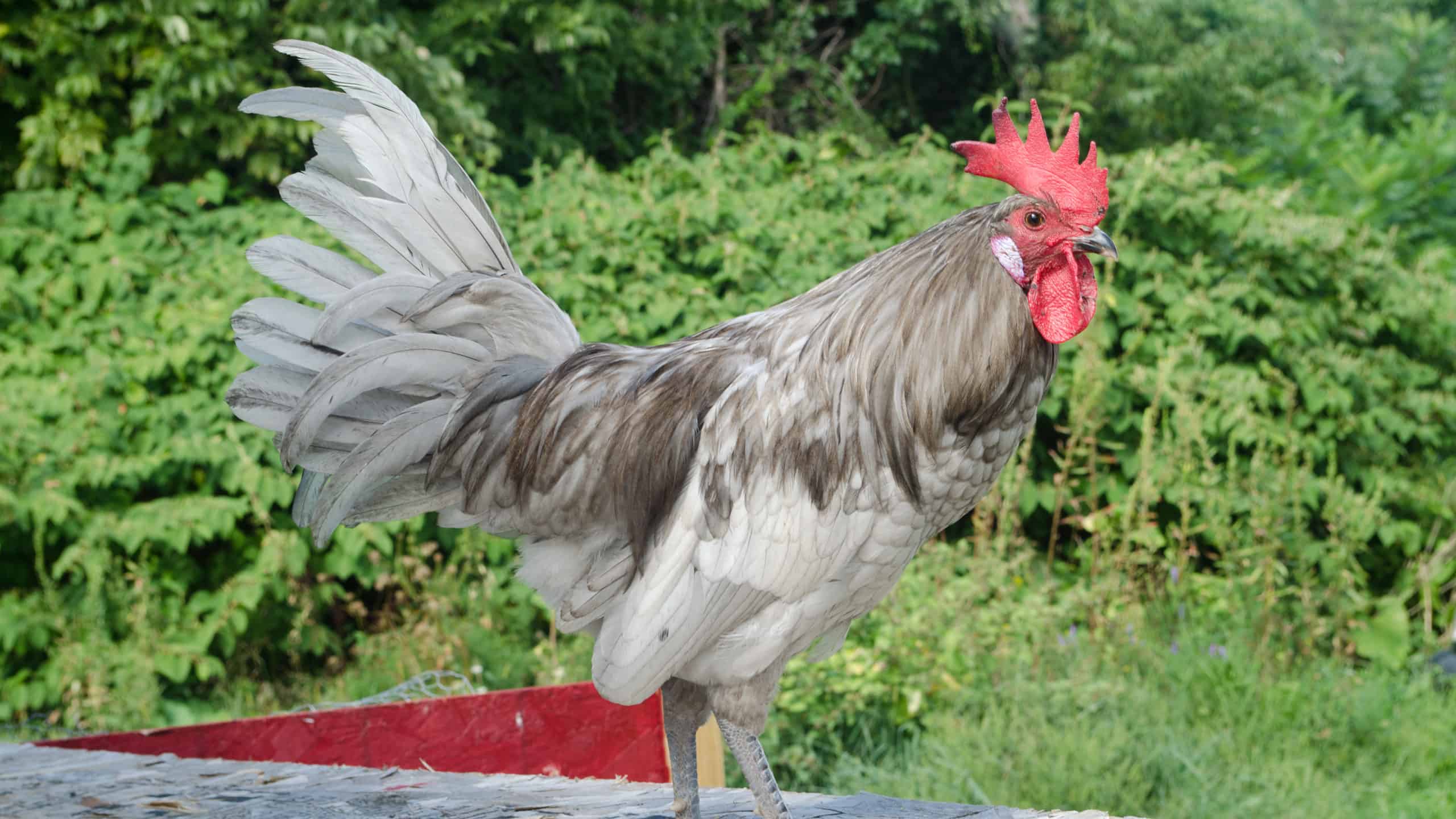 12 razze di pollo ideali per i climi caldi