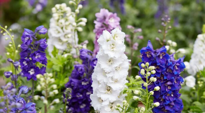 Larkspur contro Delphinium
