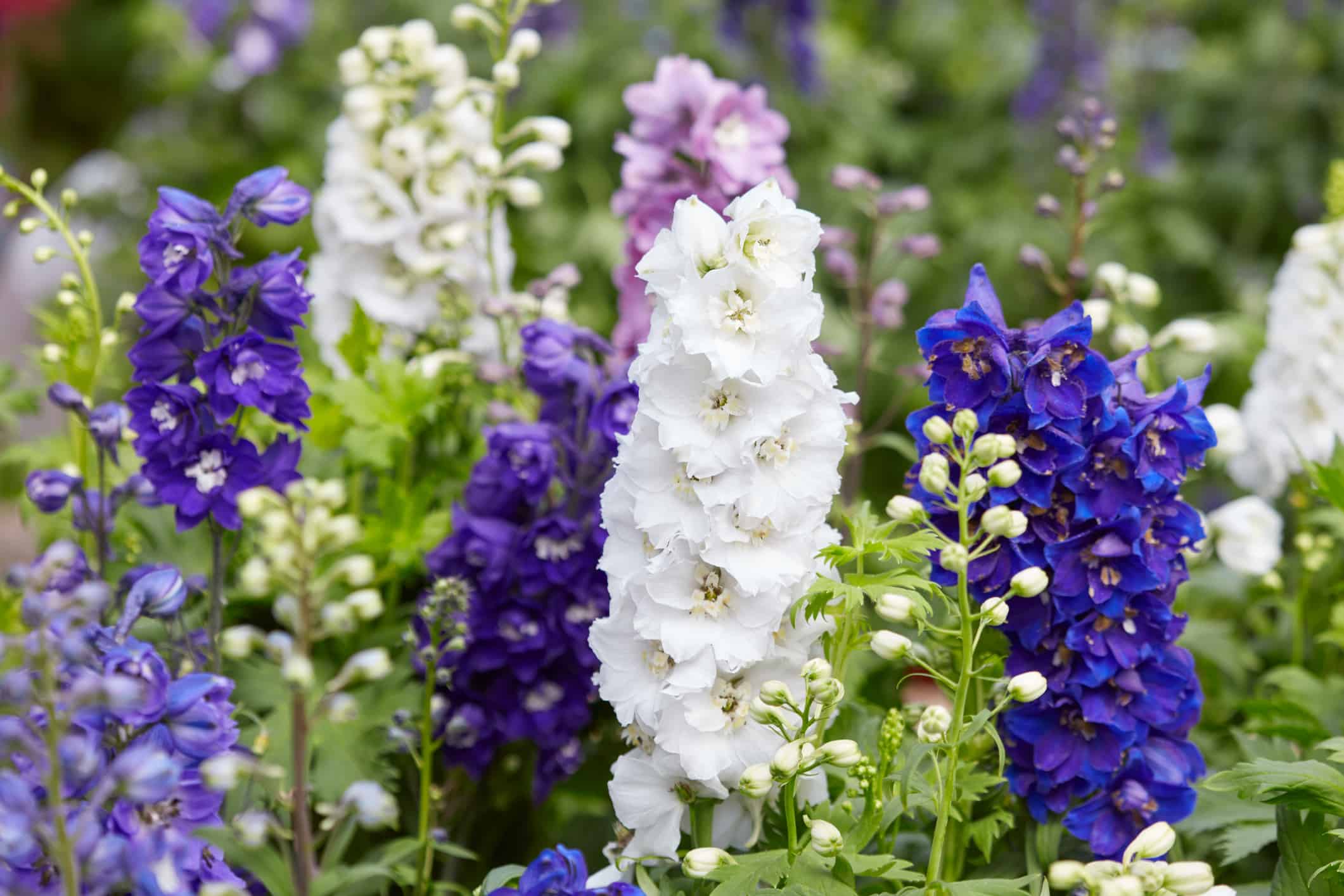 Larkspur contro Delphinium