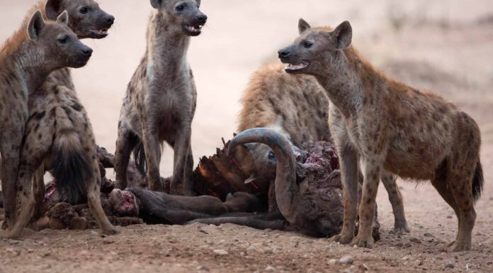 Guarda un leopardo superare in astuzia una iena e usare il suo cucciolo per rubare il cibo
