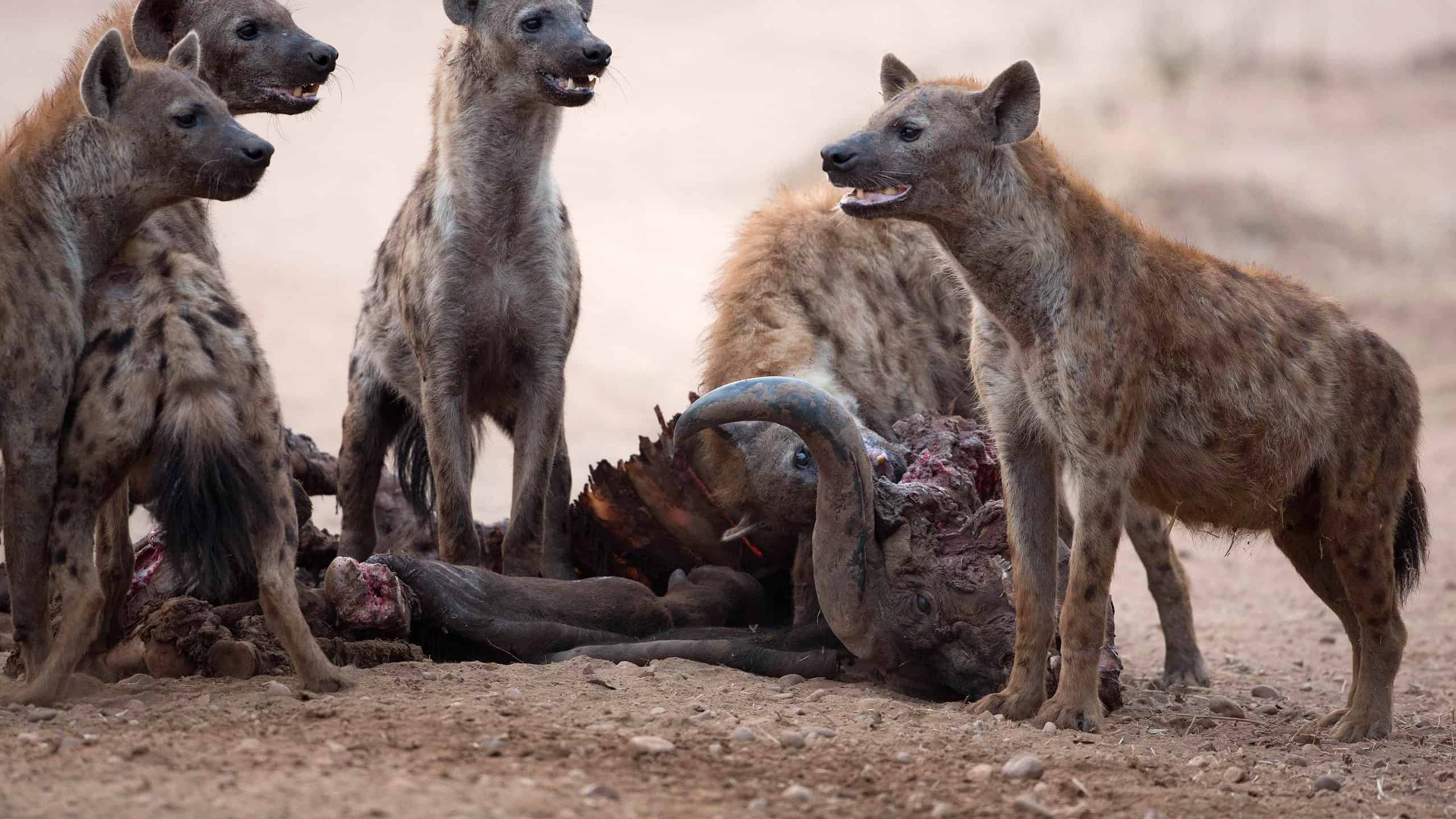 Guarda un leopardo superare in astuzia una iena e usare il suo cucciolo per rubare il cibo