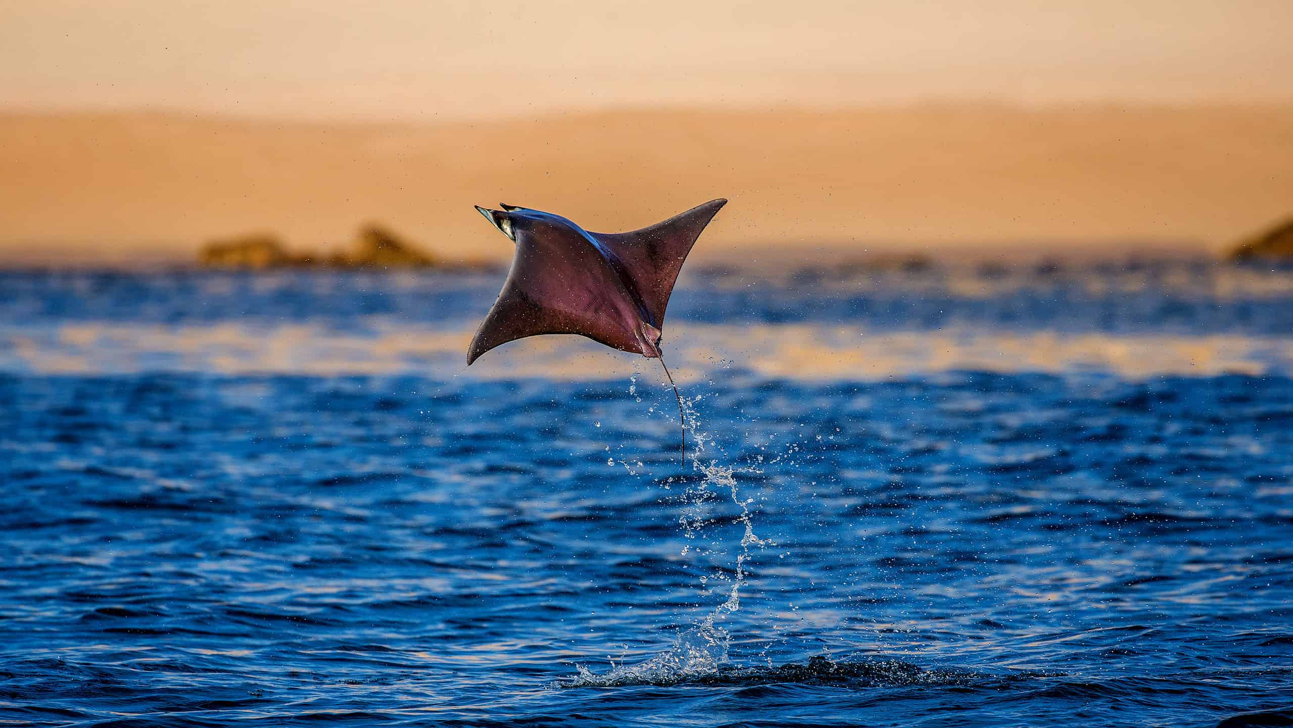 Guarda questa razza oceanica che fa del suo meglio per essere un uccello