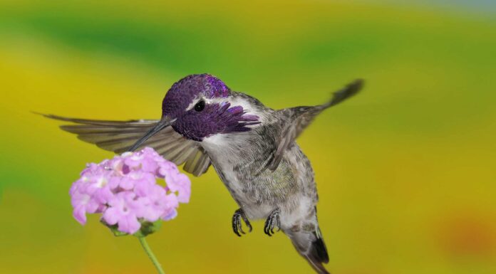  Colibrì e picchi possono leccarsi il cervello.  Ecco come.
