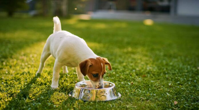 I cani possono mangiare i crauti?
