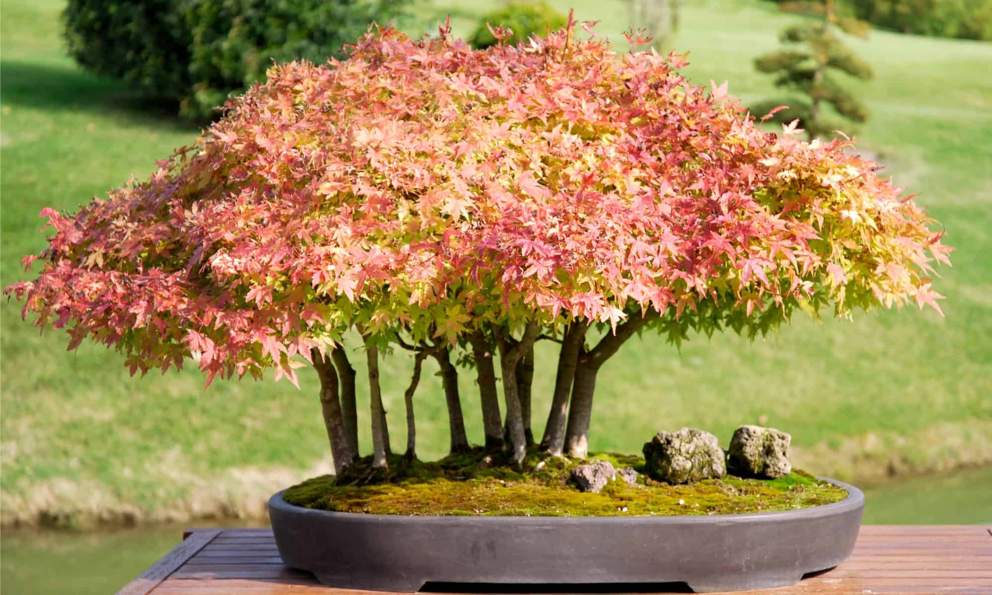 Gli 11 migliori bonsai da interno per la tua casa
