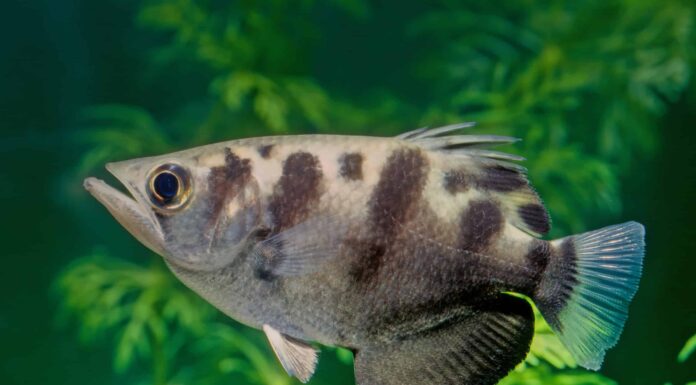 7 incredibili animali che cacciano sparando alla loro preda
