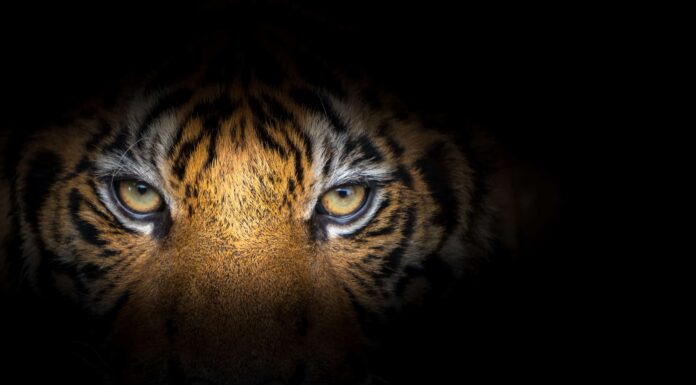 L'uomo più coraggioso del mondo trasforma una dozzina di tigri in gatti spaventosi
