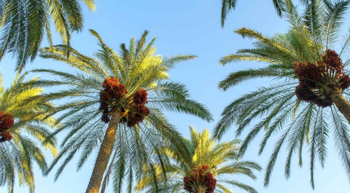 Palma da dattero contro palma da cocco
