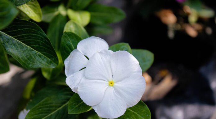 Pervinca contro Impatiens
