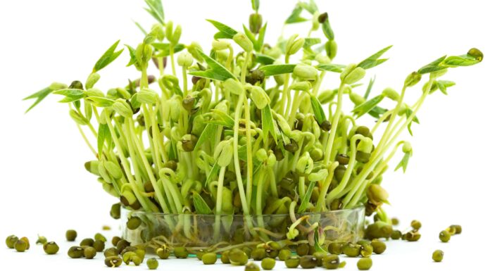 I cani possono mangiare i germogli di soia?
