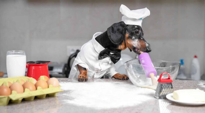 I cani possono mangiare la farina?
