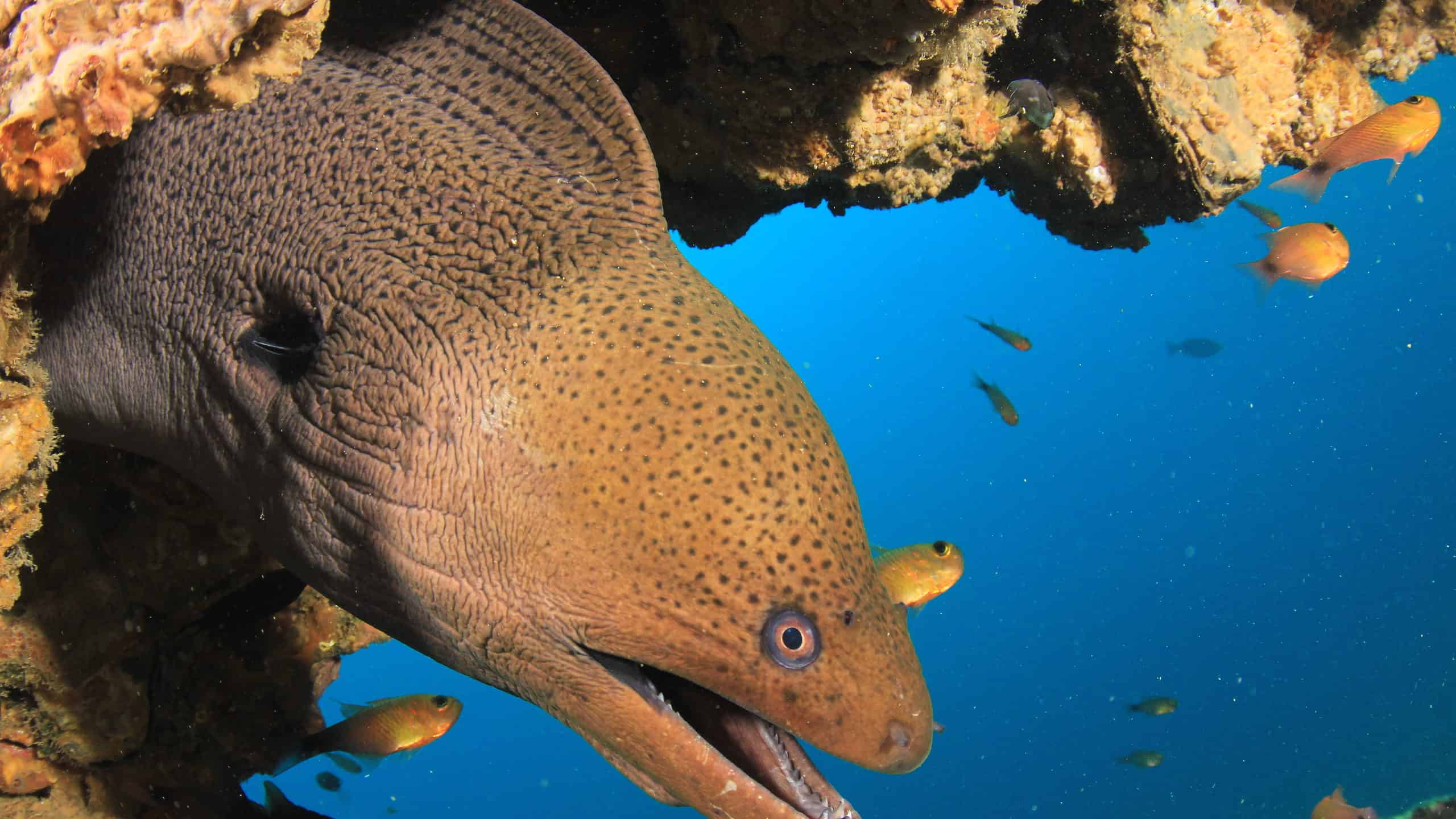 Denti di anguilla: tutto ciò che devi sapere