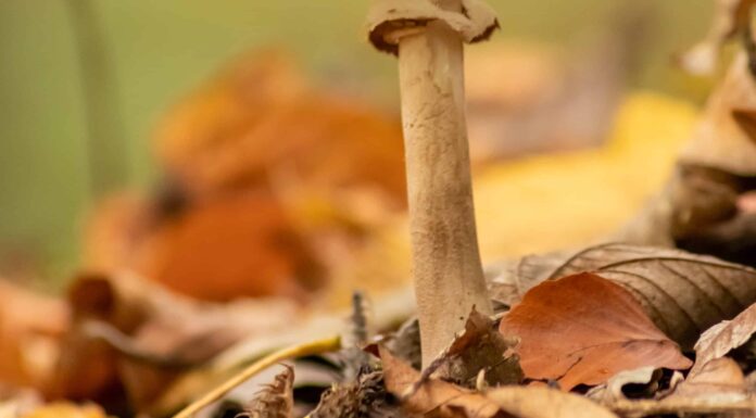 Funghi parasole: una guida completa
