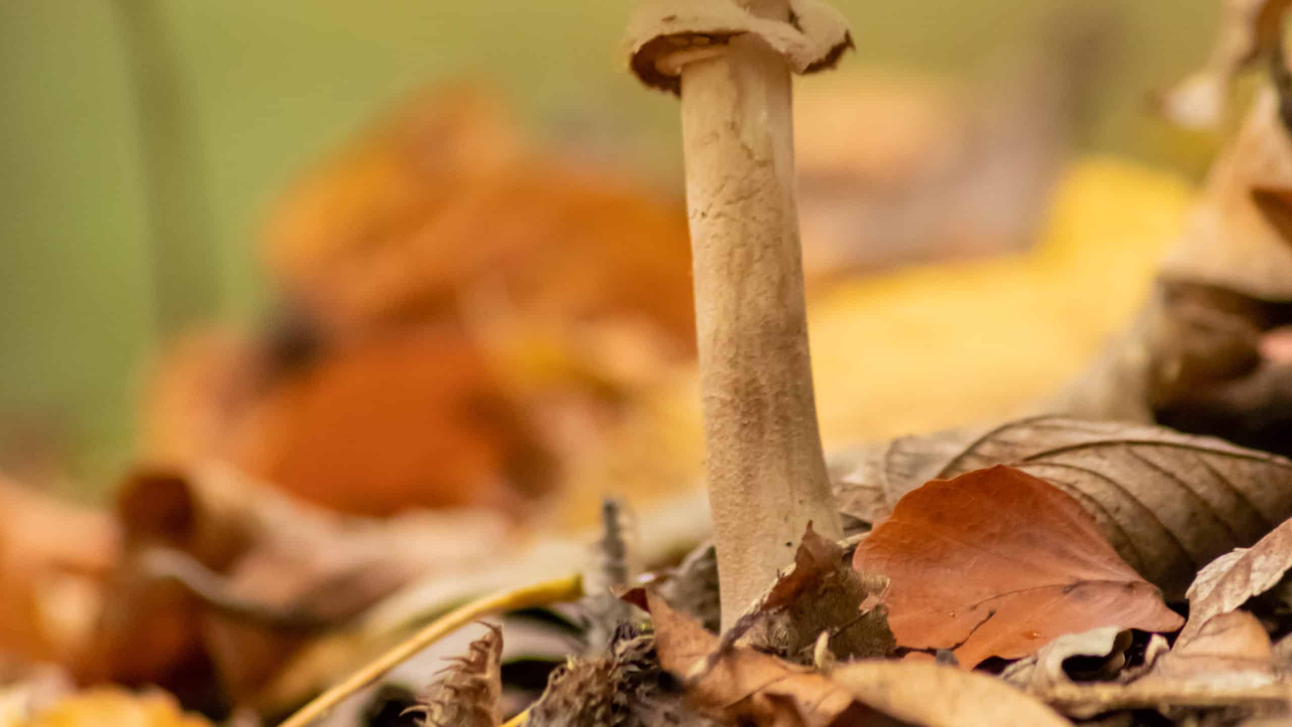 Funghi parasole: una guida completa