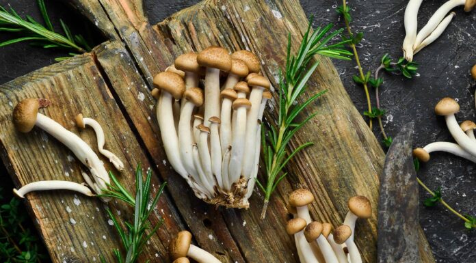 Funghi di faggio: una guida completa
