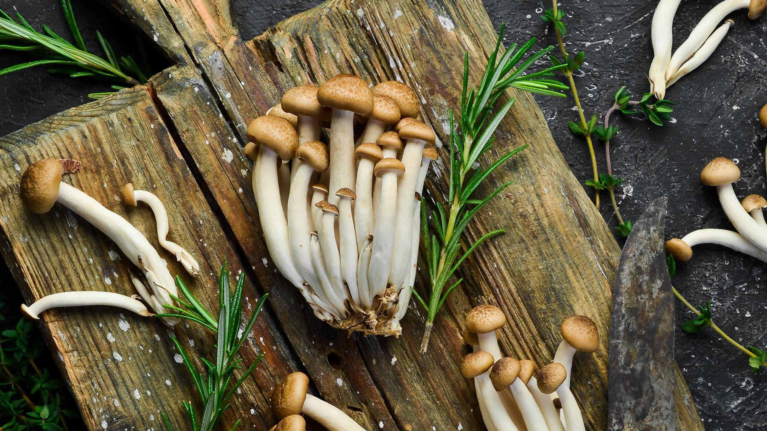 Funghi di faggio: una guida completa