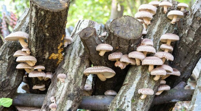Funghi Shiitake: una guida completa
