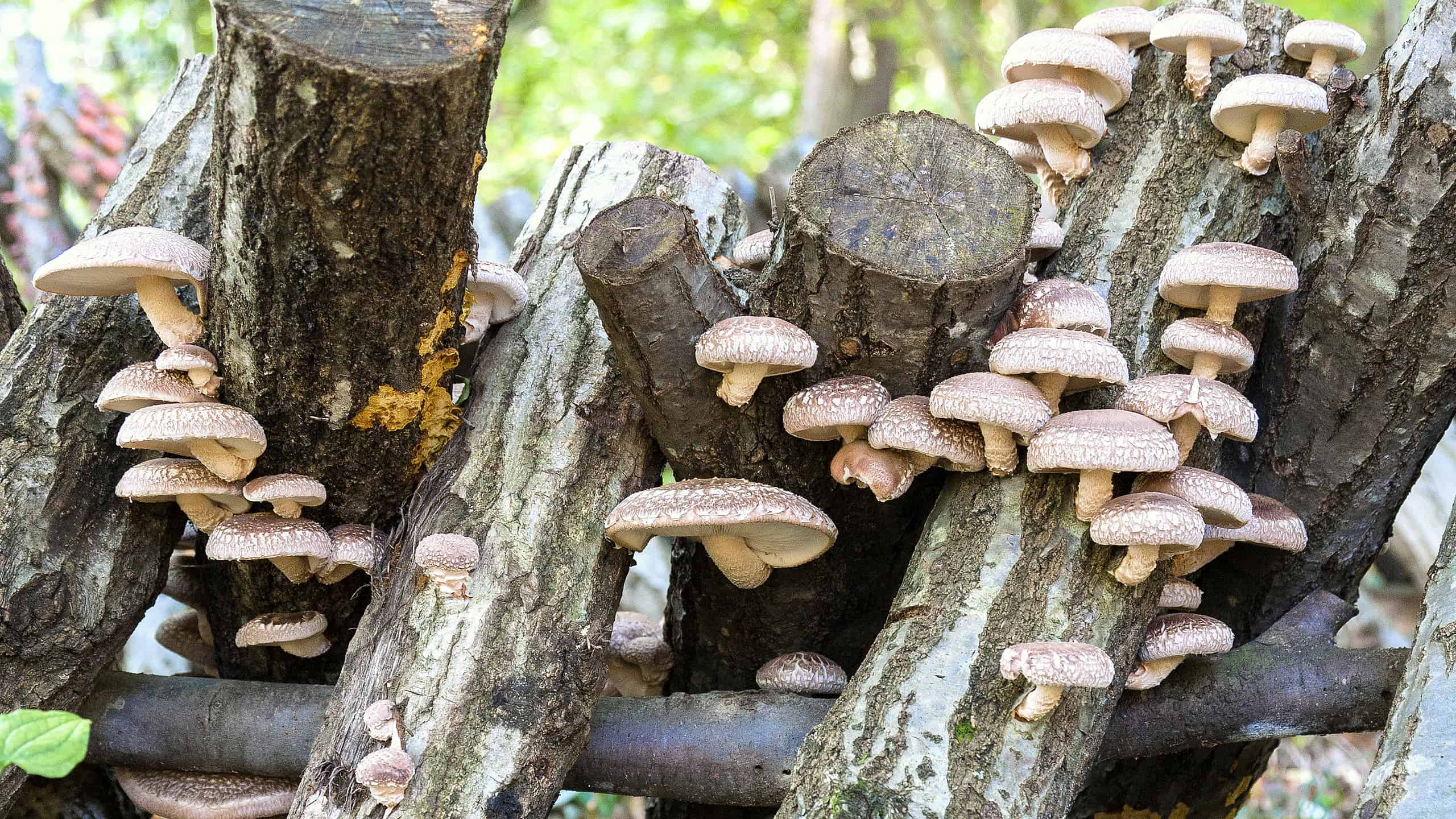 Funghi Shiitake: una guida completa