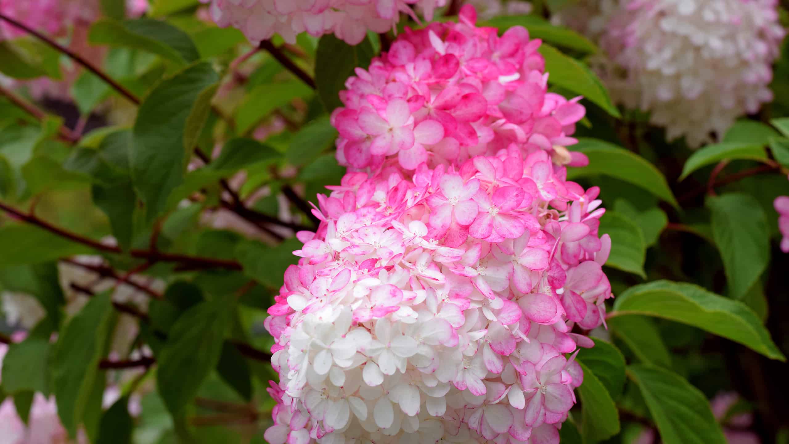 Zinfin Doll Ortensia contro Vaniglia Fragola