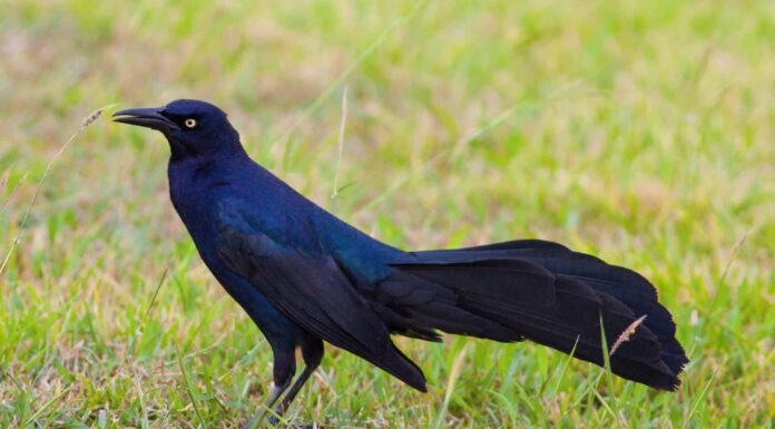 Red-Winged Blackbird