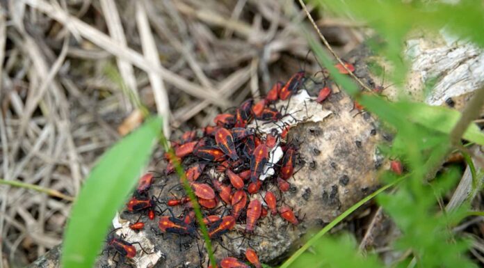 5 insetti che sembrano cimici (di cui 1 pericoloso)
