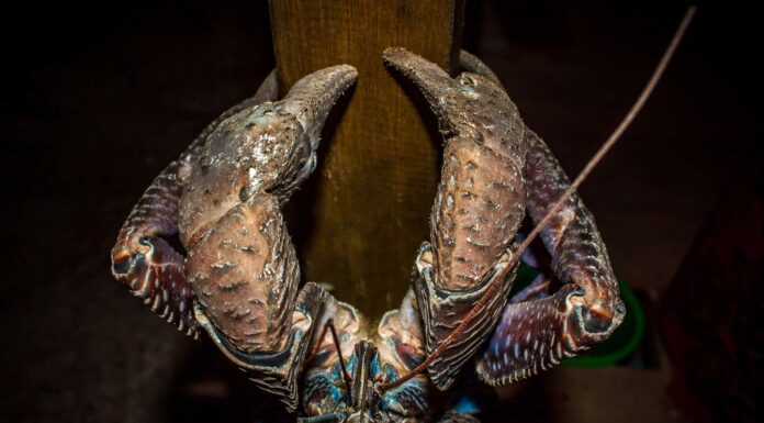 Guarda l'enorme granchio eremita che Darwin chiamava "mostruoso"
