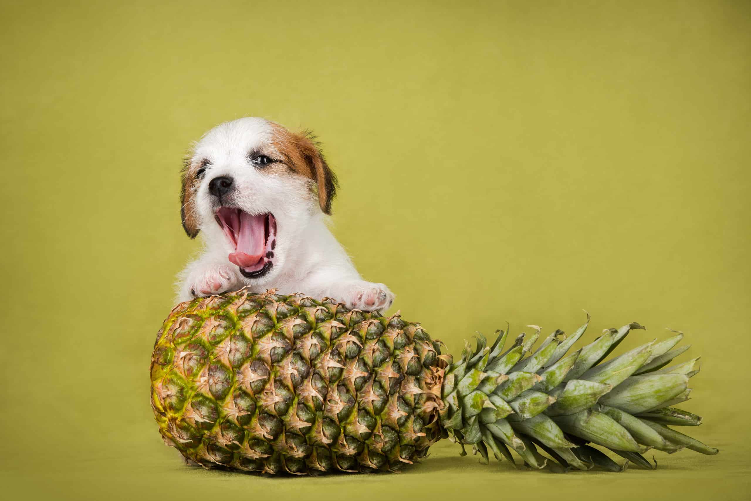 I cani possono mangiare l'ananas?