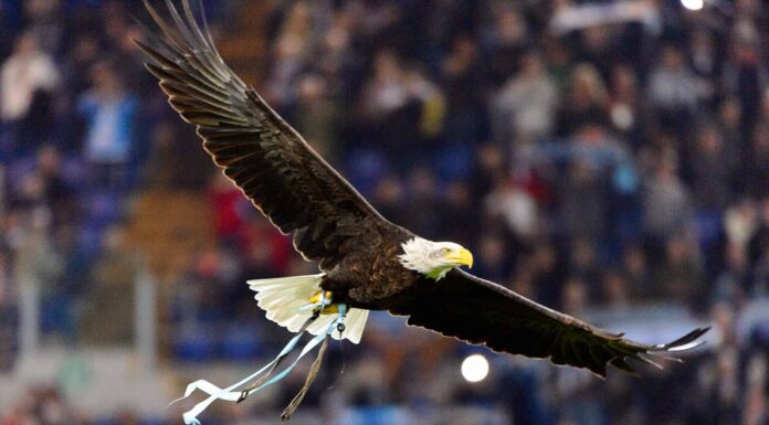 Potrebbe un essere umano disarmato battere un'aquila calva?
