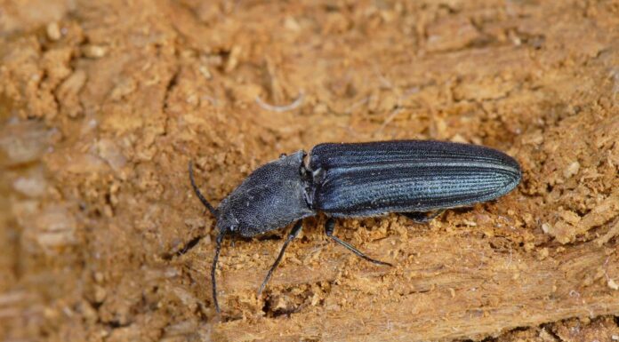 7 insetti bioluminescenti che si illuminano
