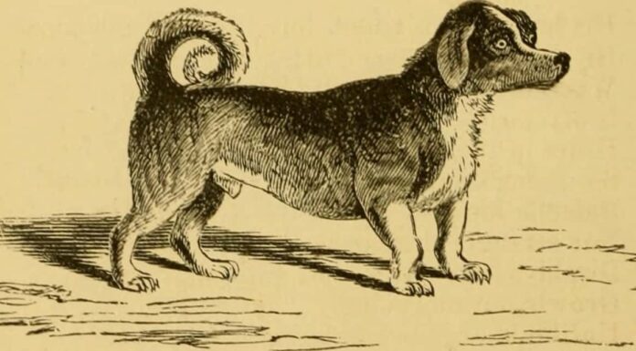 Incontra il cane allevato per correre su una ruota per criceti e cucinare carne tutto il giorno
