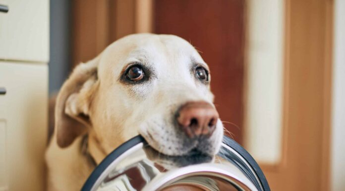 I cani possono mangiare il fegato
