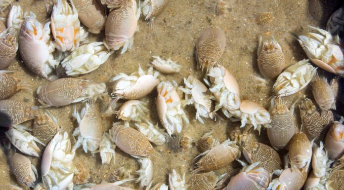 Jumbo Sand Fleas: dove (e come) trovarle?
