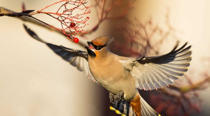 12 tipi di uccelli marroni
