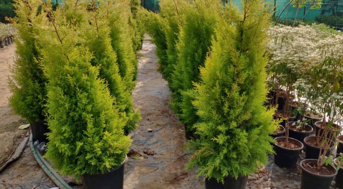 Arborvitae piramidale contro verde smeraldo: qual è la differenza?
