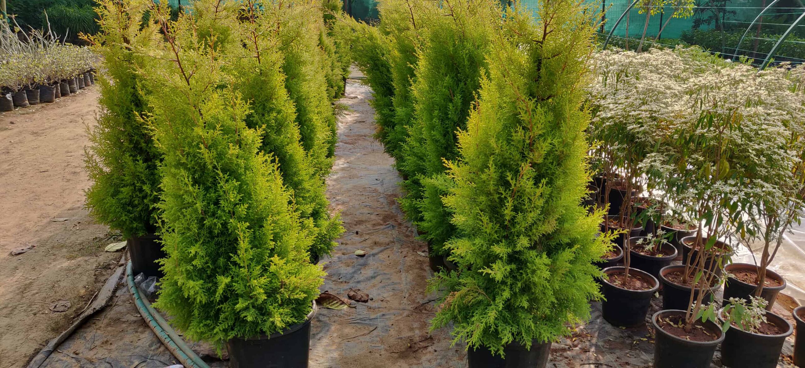 Arborvitae piramidale contro verde smeraldo: qual è la differenza?
