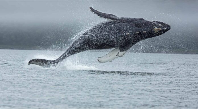 10 animali maestosi che rappresentano la libertà
