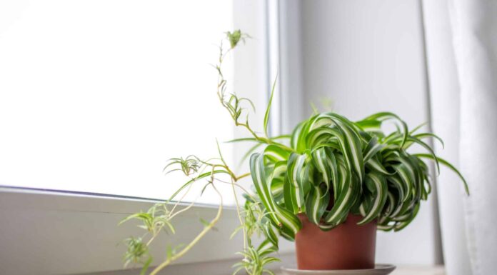 Pianta ragno contro Dracaena
