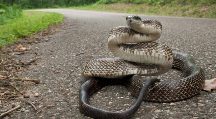 3 serpenti di ratto nella Carolina del Nord
